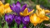 krokus flower-4027797 1280